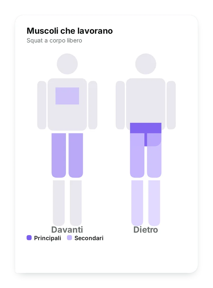 La mappa dei muscoli che lavorano nello squat a corpo libero, davanti e dietro